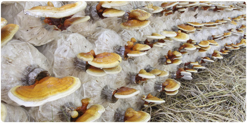 La culture de champignons